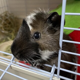 アビシニアンモルモットの里親さん募集しています！