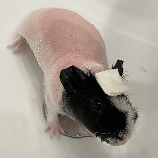 スキニーギニアピッグの里親さんを募集します！