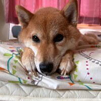 葵