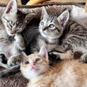 かわいい子猫たち◆里親さま募集