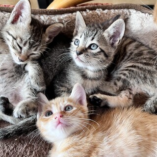 かわいい子猫たち◆里親さま募集