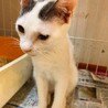牛柄★白グレーのオス子猫★おとなしい子です サムネイル6