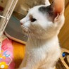 牛柄★白グレーのオス子猫★おとなしい子です サムネイル5