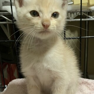 ミルクティーカラーの元気な男の子！