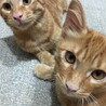 ★ふわふわ中毛、茶トラの子猫★募集一時中断します サムネイル5
