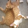 ★ふわふわ中毛、茶トラの子猫★募集一時中断します サムネイル6