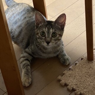 ありがとうございました★優しいケーキちゃん