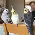 オカメインコ3羽 - シシ、エギー、チェダー