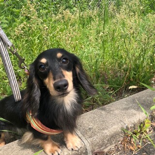 Mダックスのハンサム　ハックくん