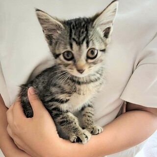 キジトラのルビーちゃん3ヶ月半の子猫♀