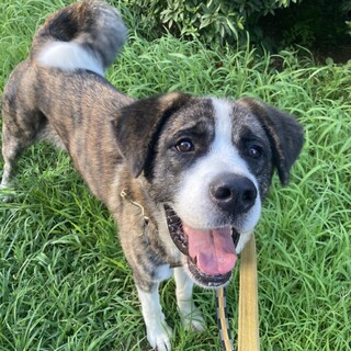 秋田セントバーナードミックス「プー」