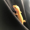ヒョウモントカゲモドキ
