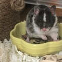 ハムスター