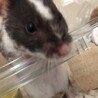 ハムスター サムネイル2