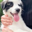 可愛子ちゃん達　お見合い可能です！
