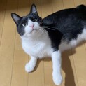 撫でる手をそっと舐めてくれる、優しい男の子です