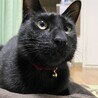 ギネス0815