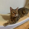 お利口なベンガルちゃん♡（胸骨奇形）