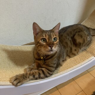お利口なベンガルちゃん♡（胸骨奇形）