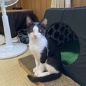 白黒ハチワレ3兄弟妹③シード君