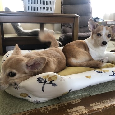 おねえちゃんと一緒