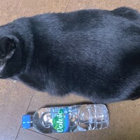 あんこ