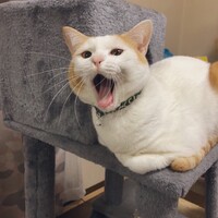 きなこ