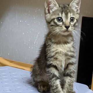 ギジトラメス猫2ヶ月