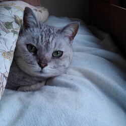 「ペットと一緒に入れるお墓③」サムネイル3