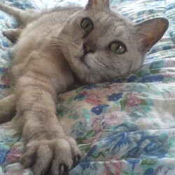 「ペットと一緒に入れるお墓③」サムネイル2