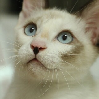 シャム系ブルーアイの甘えん坊さん【譲渡会参加】