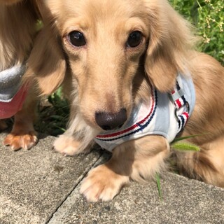 仲良しダックス　女の子＆男の子　ハイジ＆ペーター