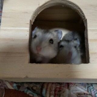 小さいハムスターちゃんの里親大募集！