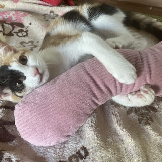 甘え上手な三毛猫 ♀生後4ヶ月