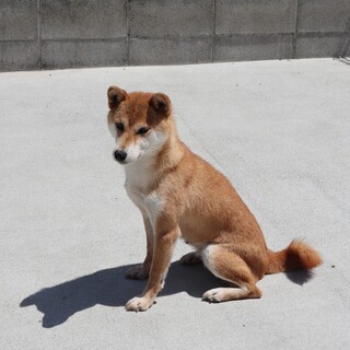 マイペースで　人懐こい大人しい犬です。