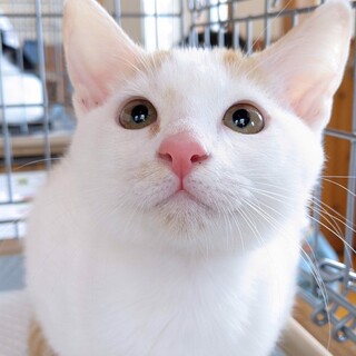 美形！人大好き⭐︎ゴロゴロ茶白男の子ビビ