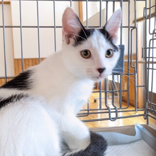 美猫！甘えたがりやさん白黒女の子ぴあ