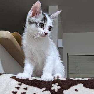 好奇心旺盛で遊ぶのが大好きな女の子！