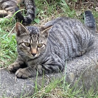 生後3ヶ月程度・子猫の里親さま募集します‼︎