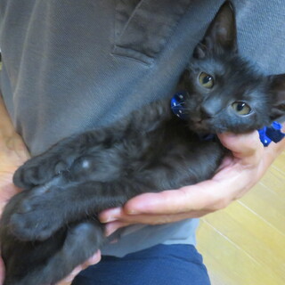 甘えん坊・竹きょうだい、すずちく、医療済