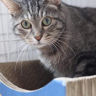 サバトラ　家重さん　里親様募集♡