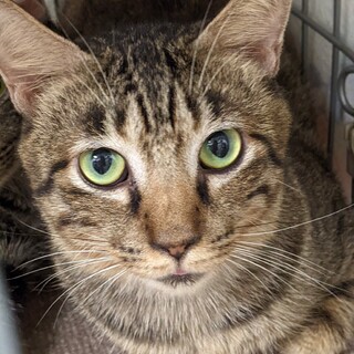 SOS時間がありません。おとなしいキジトラ男子たけ