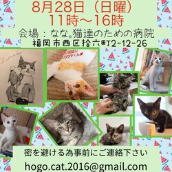 ねこ組福岡中央譲渡会at なな。猫達のための病院 サムネイル1