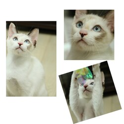 ねこ組福岡中央譲渡会at なな。猫達のための病院 サムネイル2