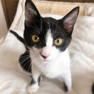 8/21西千葉ෆ⃛賢く甘えん坊ෆ⃛えんちゃん