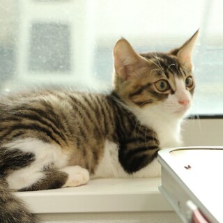 とってもイケメン＆可愛い男の子【譲渡会参加】