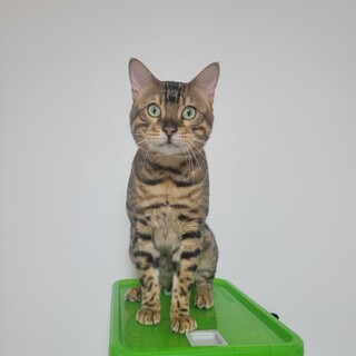 人懐っこいベンガル君