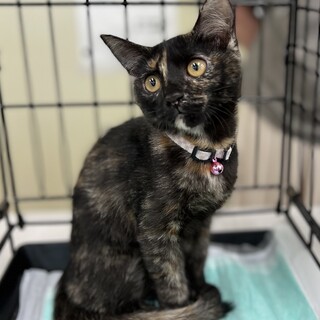 とっても可愛い貴重なサビ柄女の子きき