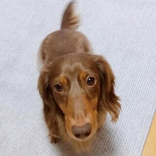 食いしん坊なミニチュアダックス◆オス◆シュクくん