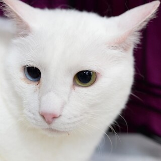 珍しいブルー＆グリーンオッドアイ【譲渡会参加】